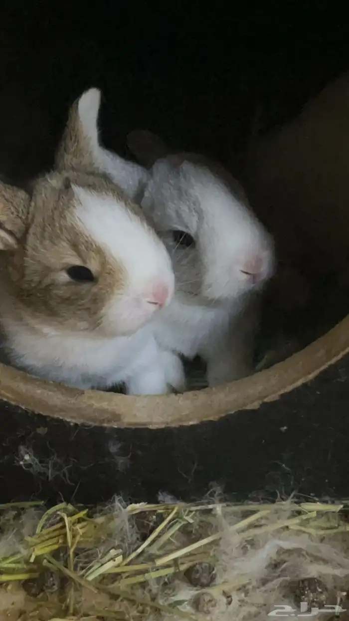 ارانب بلدي منتجه 3