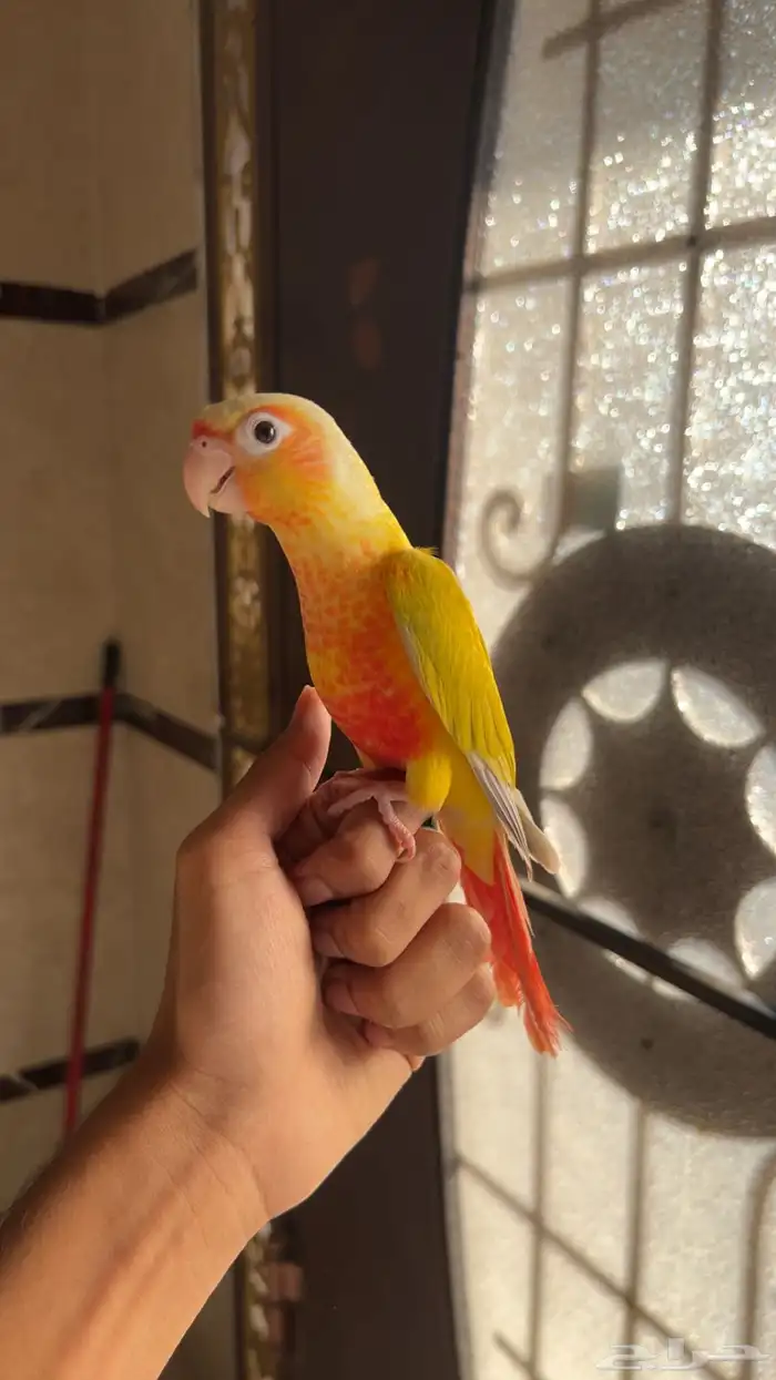 انثى كنيور صن شيك اليف وهدد محللة بشهادة 3