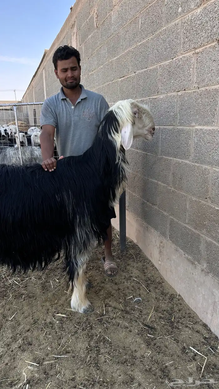 خروف نجدي فاخر 0