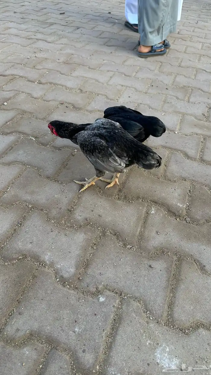 جوز كوشامو 0