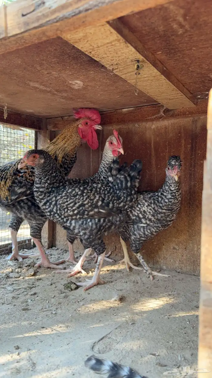 للبيع دجاج فيومي 1