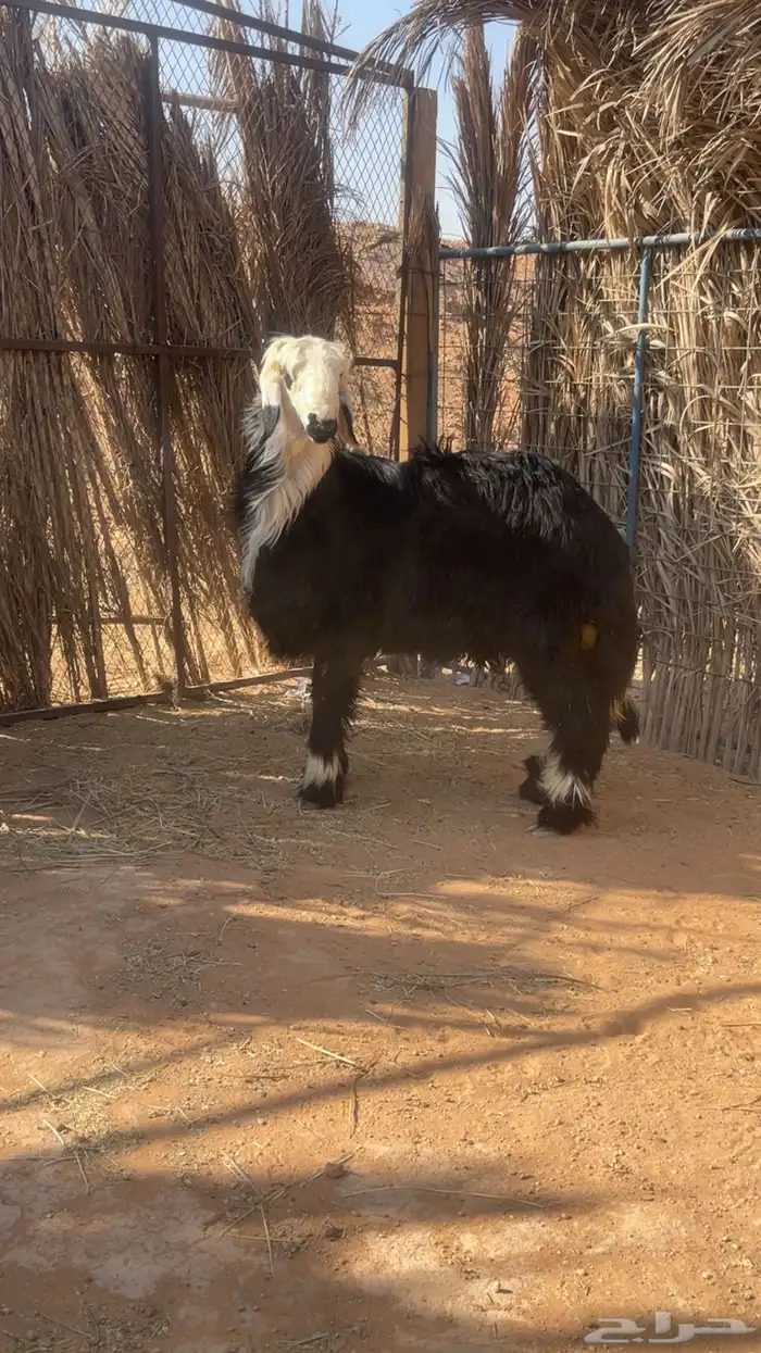 للبيع طلي نجدي سنه جذع ظهره مغلق وطرفه طيب وسليم 1