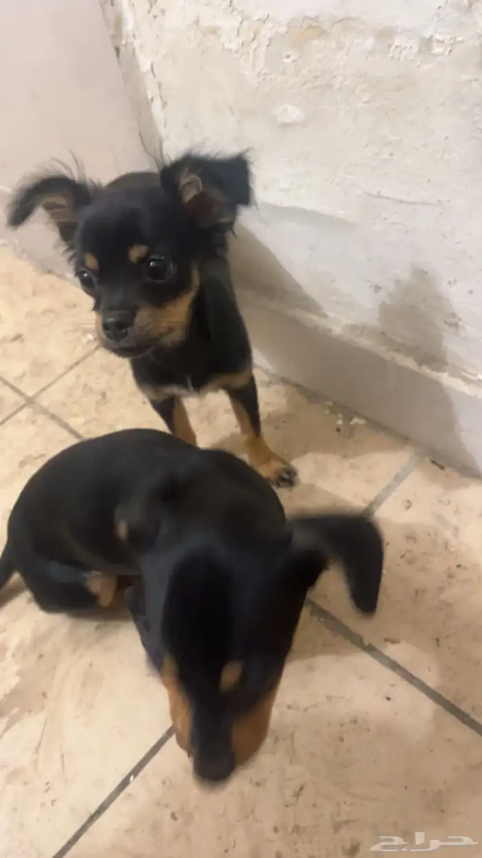 كلب شيواوا للبيع 3