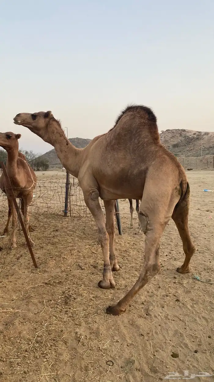 بعير رباع مشروط 2