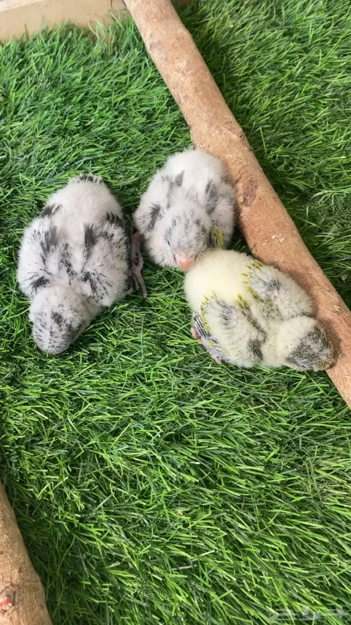 فروخ كويكر 0