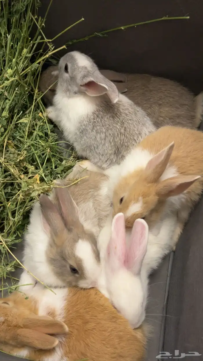 ارانب بلدي منتجه 1