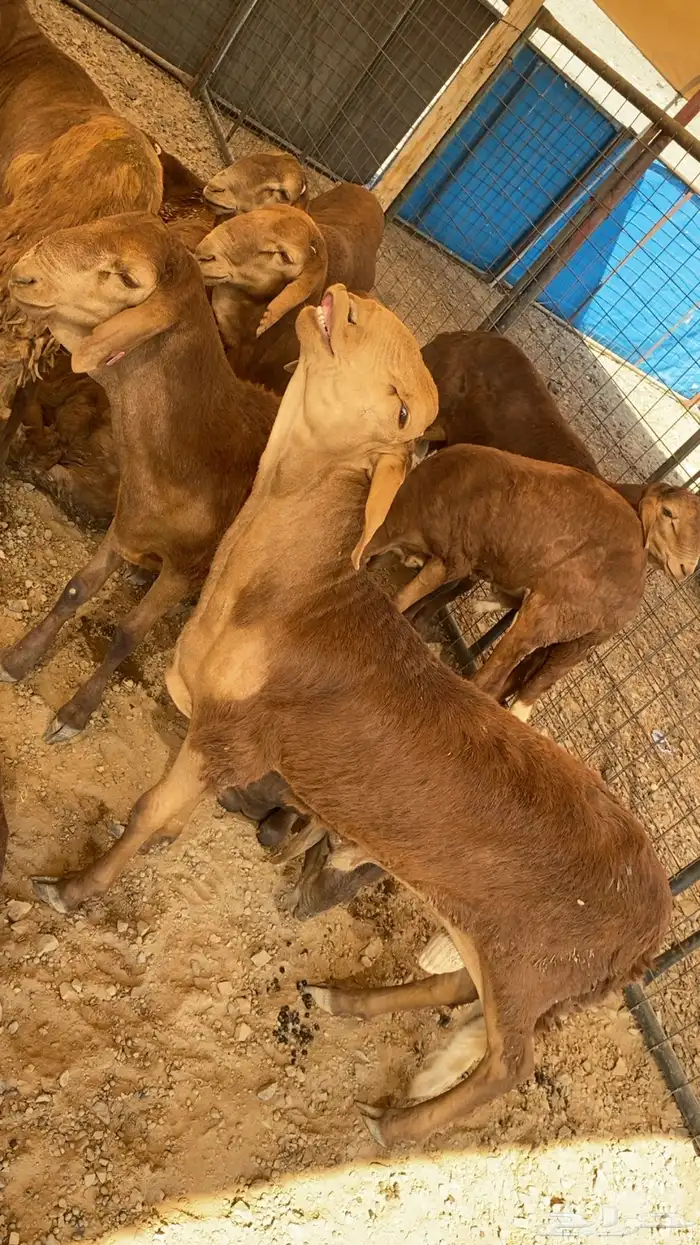 خرفان حرية وسواكن شحم 27