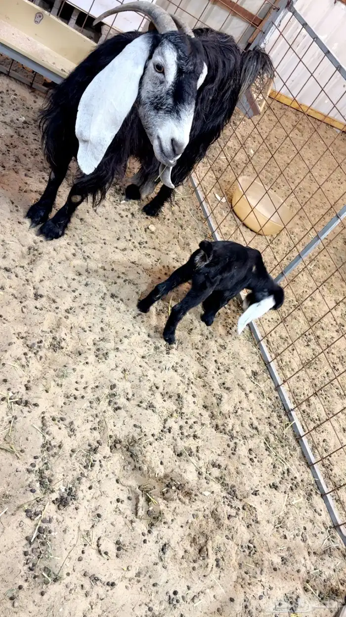 عنز عارضيه صافه شبب تحتها جفره 0