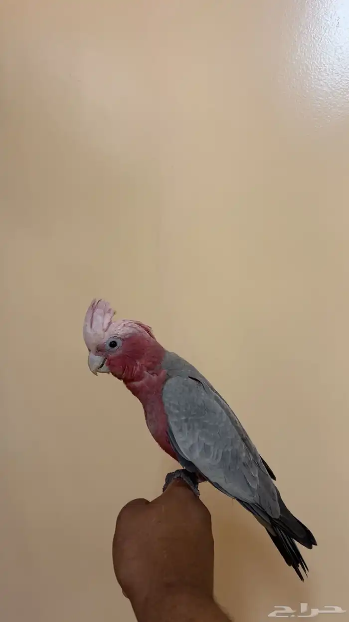 كوكاتو قالا 3