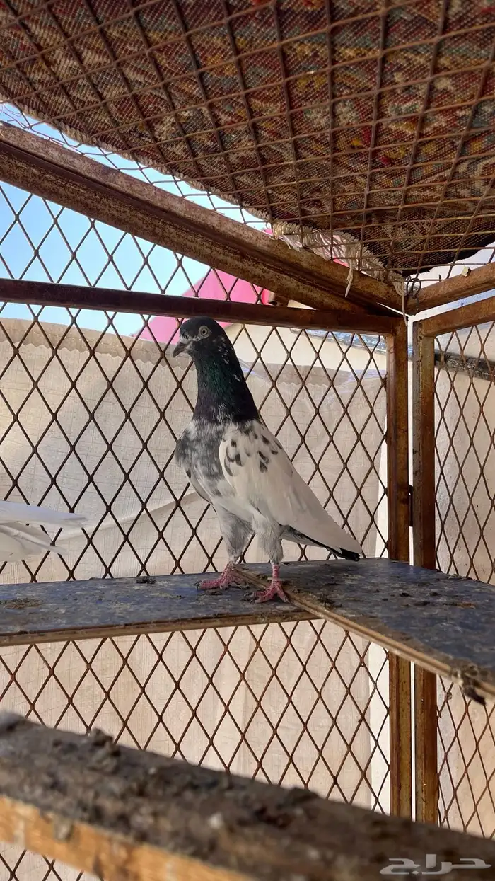 حمام تيدي بيور 7