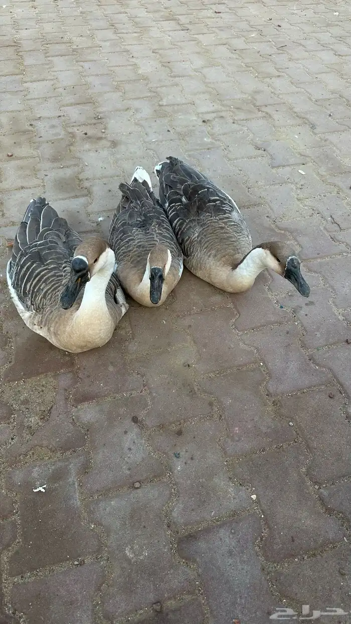 وز عراقي القنفذة القوز 3