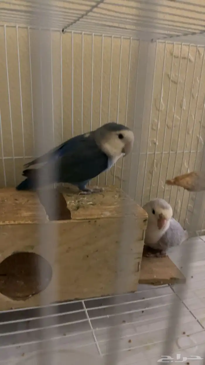 سلام طير روز زوج للبيع صحته  معا اكله وعلاجاته قريب الانتاج 0