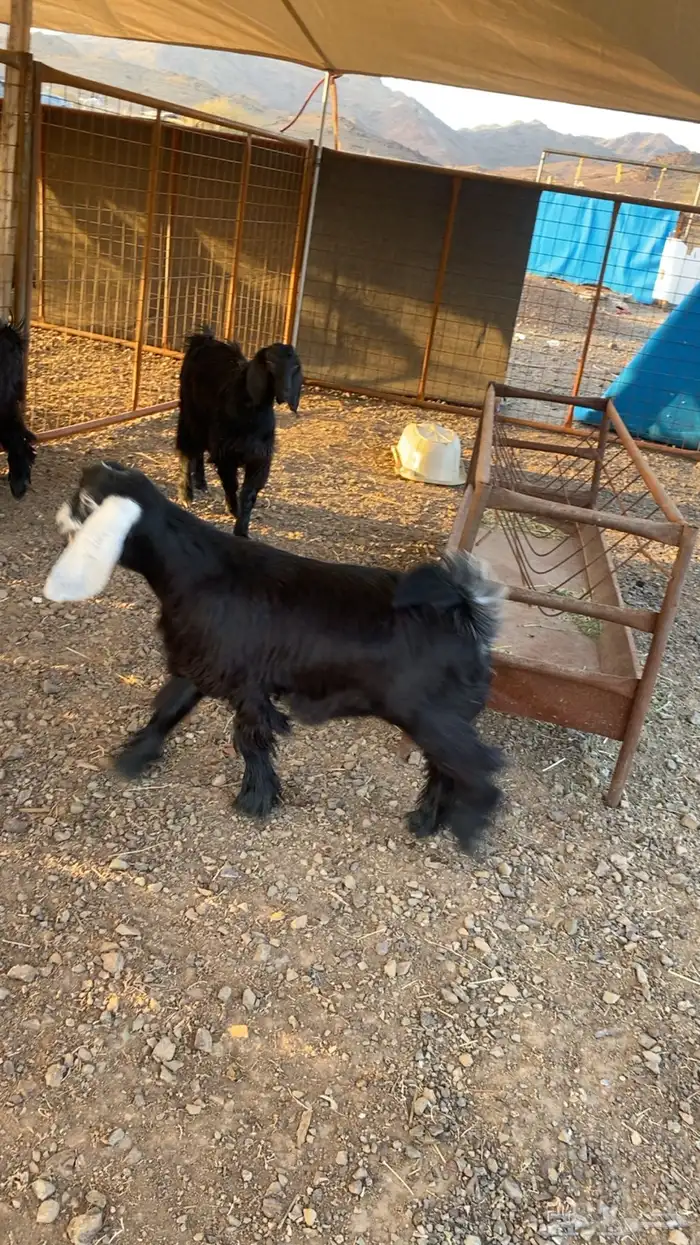 خرفان حرية وسواكن شحم 19