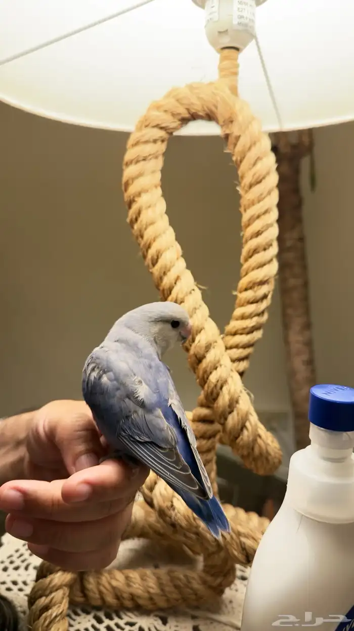 عصفور روز للبيع أليف ومتعود على اسمه 4