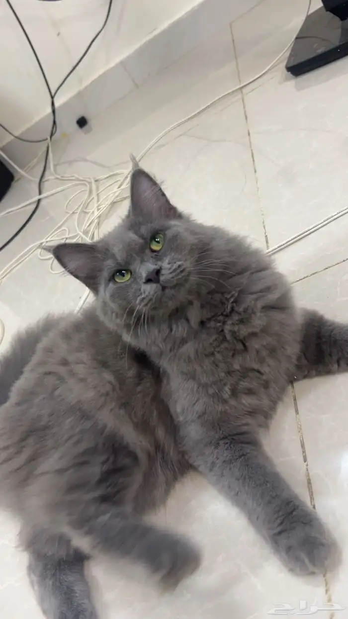 قطه شيرازي اسود فخمه 2