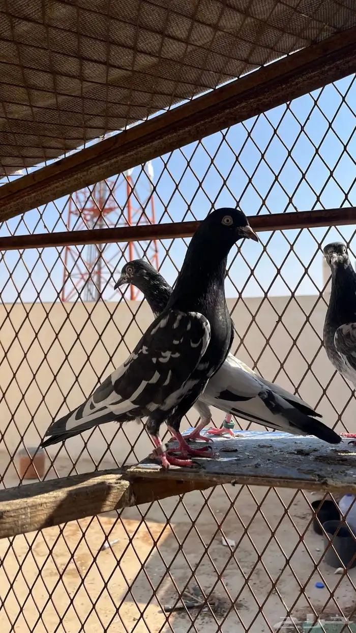 حمام تيدي بيور 6