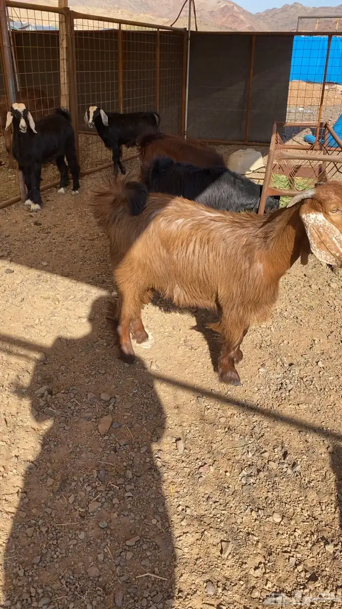 خرفان حرية وسواكن شحم 17