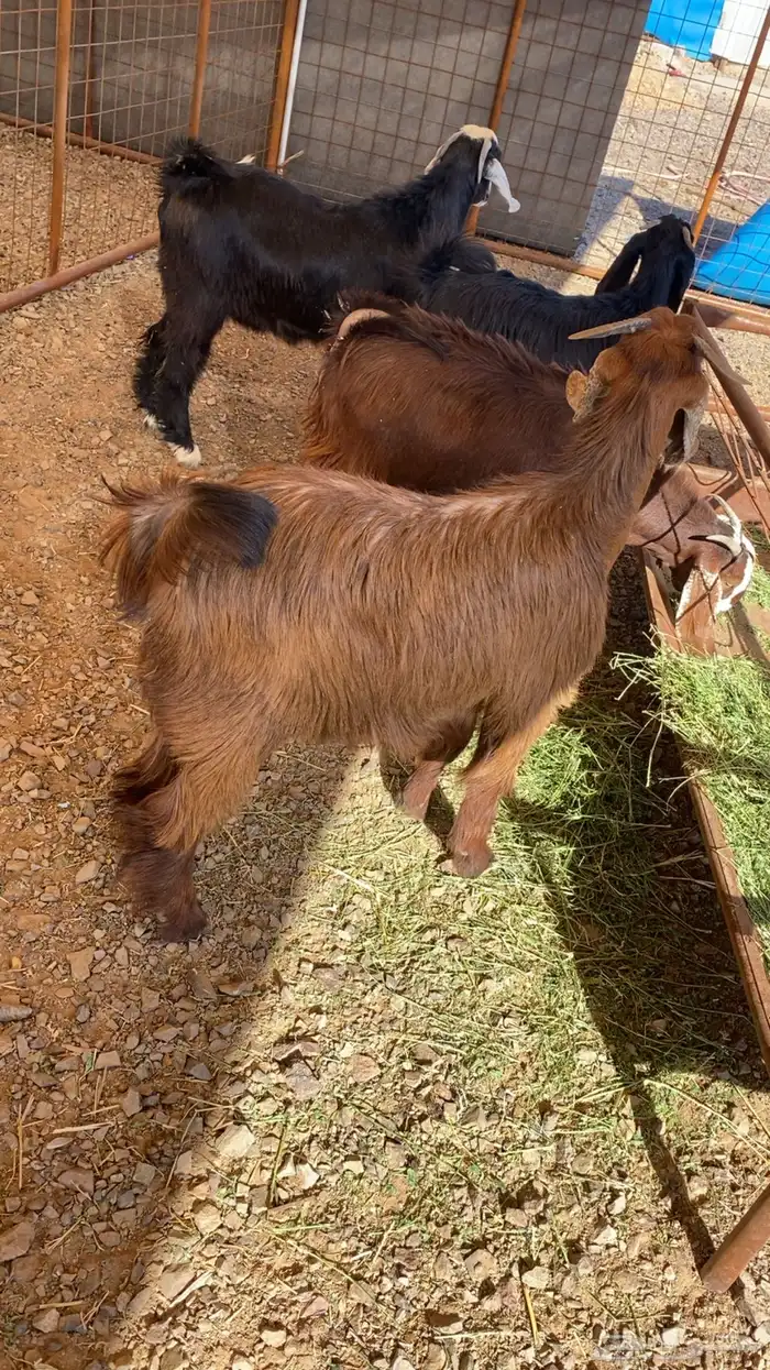 خرفان حرية وسواكن شحم 13