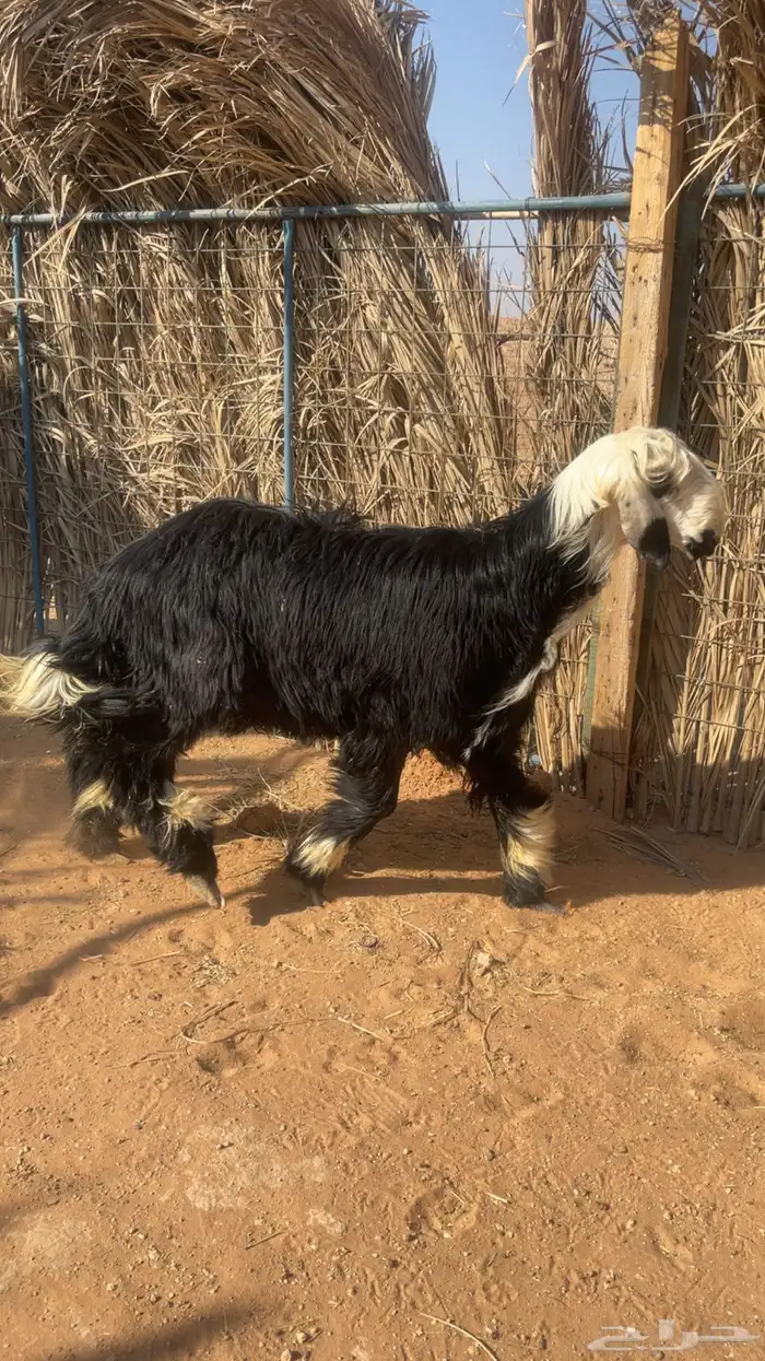 للبيع طلي نجدي سنه جذع ظهره مغلق وطرفه طيب وسليم 3