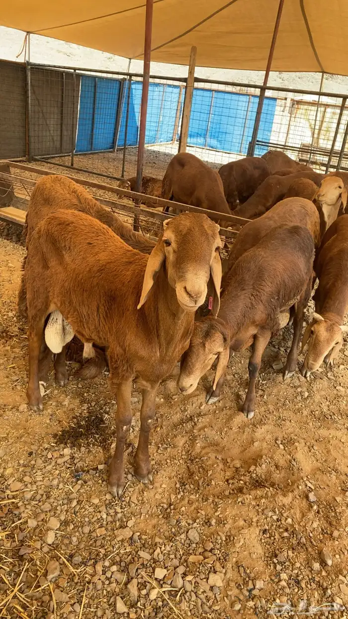 خرفان حرية وسواكن شحم 23