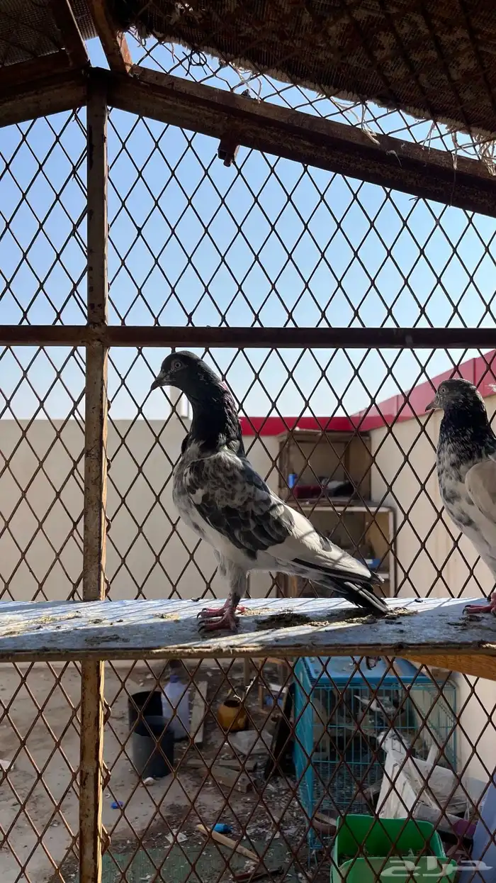 حمام تيدي بيور 4