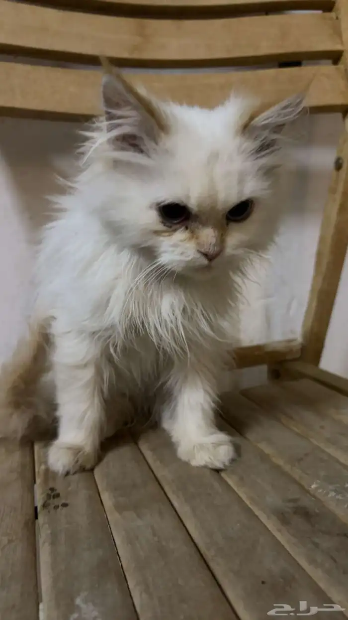 قطط للبيع بسعر خيالي 2