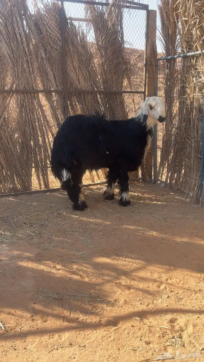 للبيع طلي نجدي سنه جذع ظهره مغلق وطرفه طيب وسليم 0