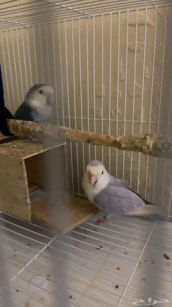 سلام طير روز زوج للبيع صحته  معا اكله وعلاجاته قريب الانتاج 1