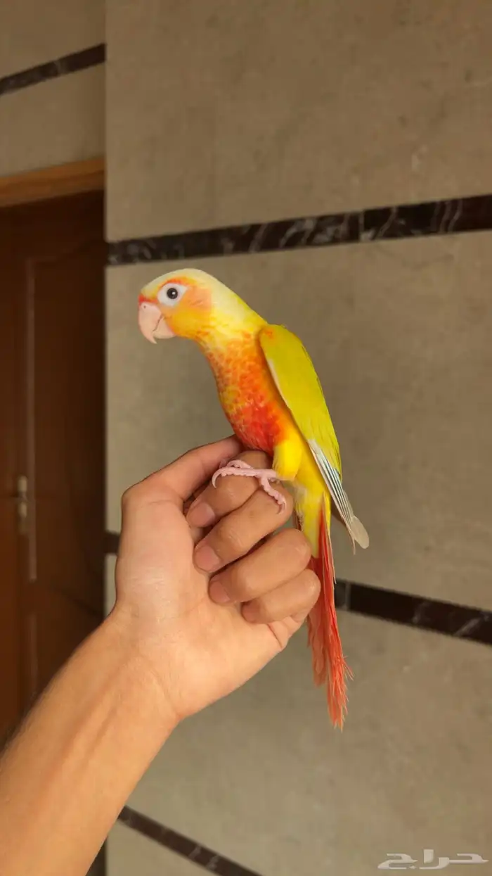 انثى كنيور صن شيك اليف وهدد محللة بشهادة 2