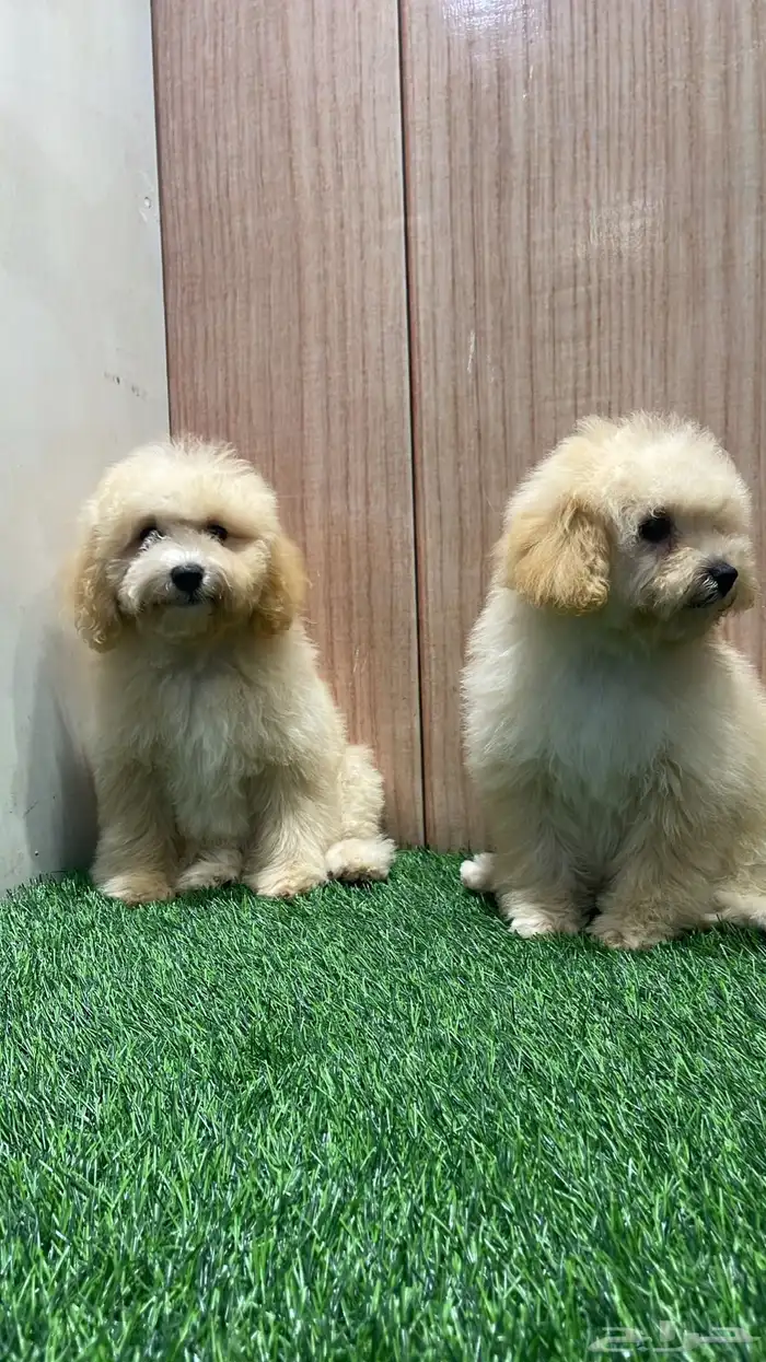 جراء توي بودل اناث 3