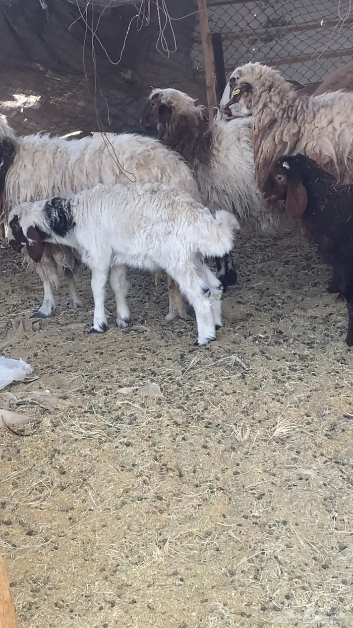 فحل مشروط نعيمي 1