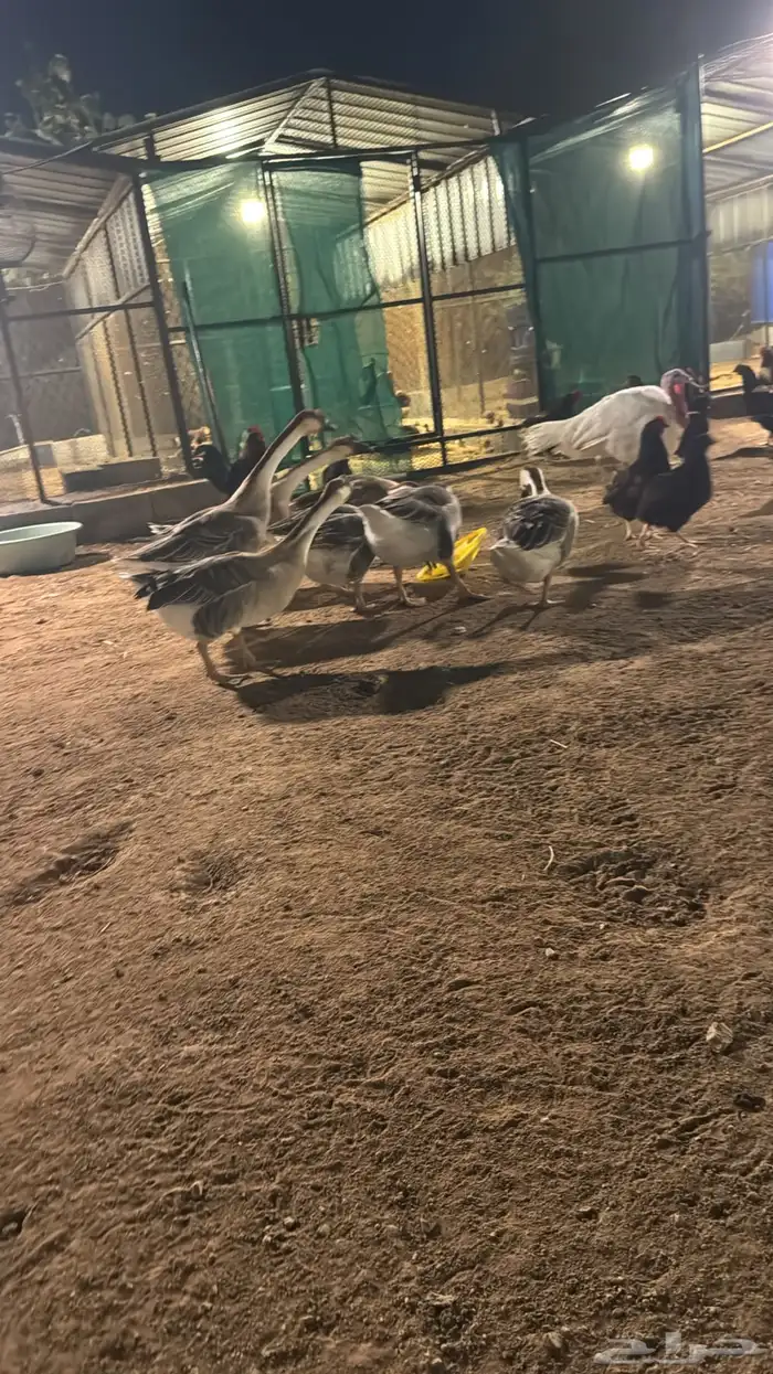 وز عراقي فاخر بيور وديك رومي أبيض بيور النعام 1