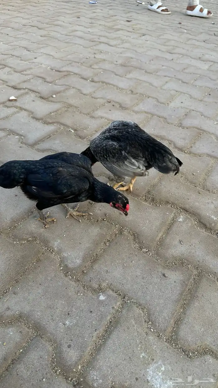 جوز كوشامو 2