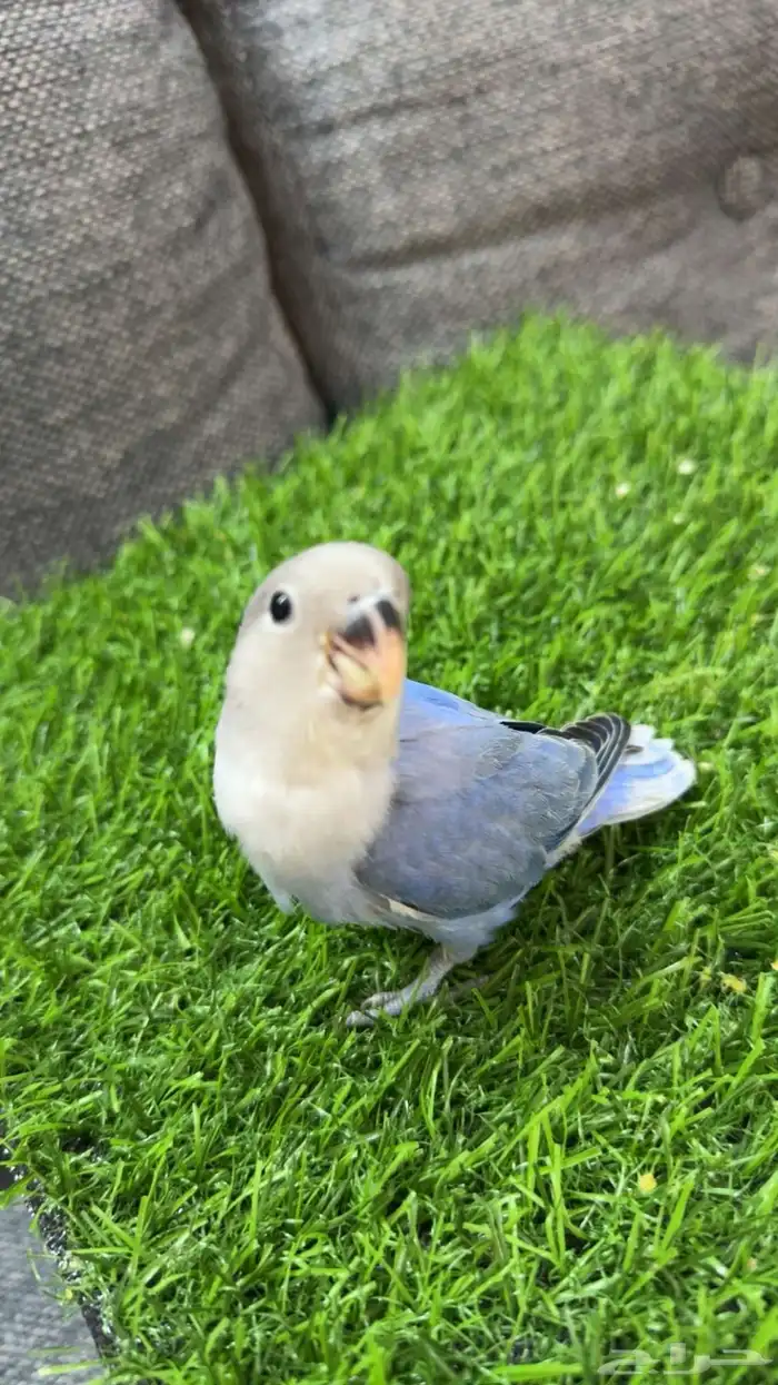 فرخ روز - تم البيع 2