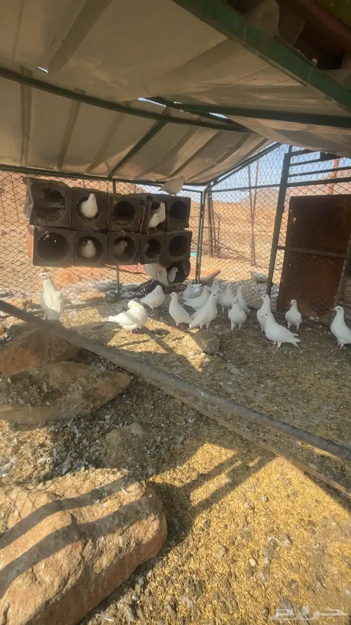 حمام فرنسي سوبر جامبو 2