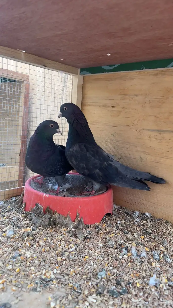 جوز قطايف زرق محببات معاريف نوادرر 0