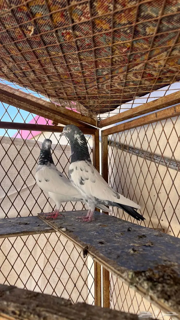 حمام تيدي بيور 5