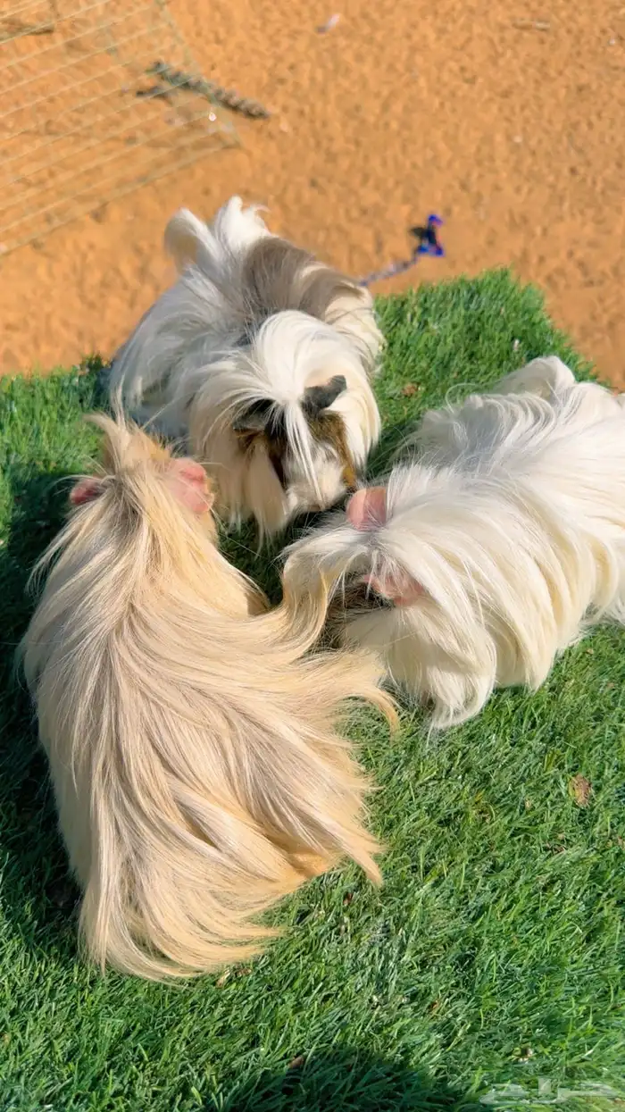 فرنسي فاخر 3