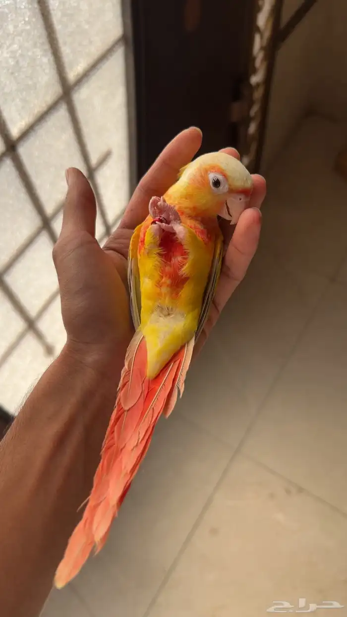 انثى كنيور صن شيك اليف وهدد محللة بشهادة 4