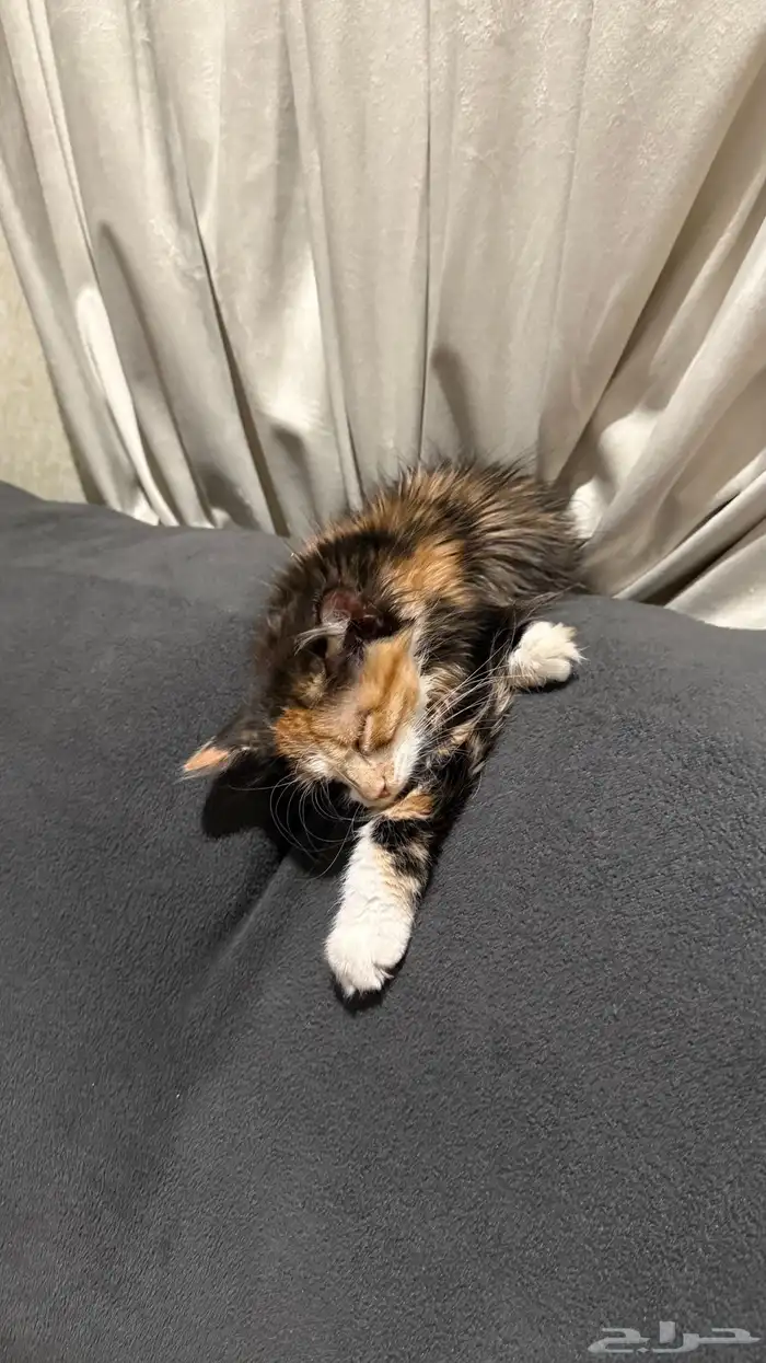 قط شيرازي للتبني 0