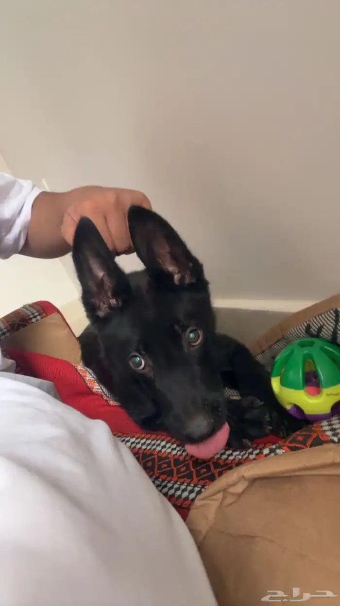 كلب مالينو للبيع مستورد بلجيكي اسود اقوى خطوط الدم 1