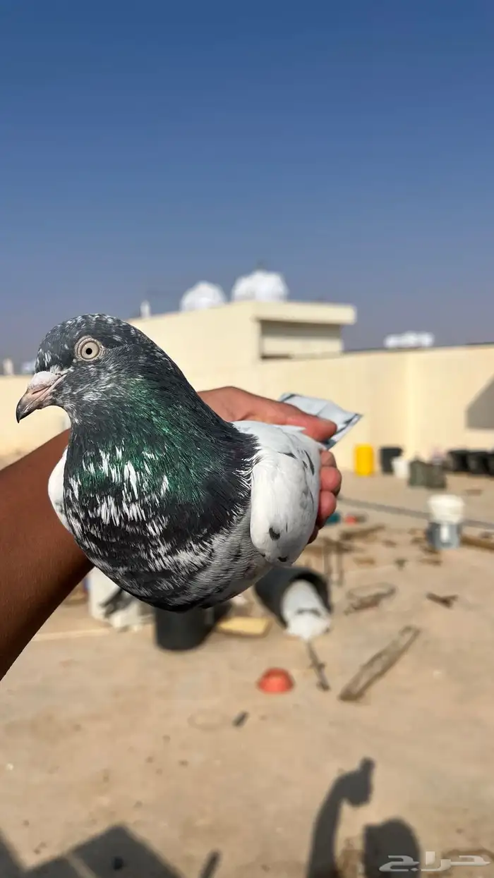 حمام تيدي بيور 3