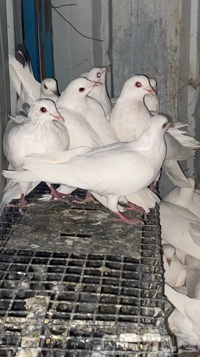 تم البيع الله يبارك لرعيه 2