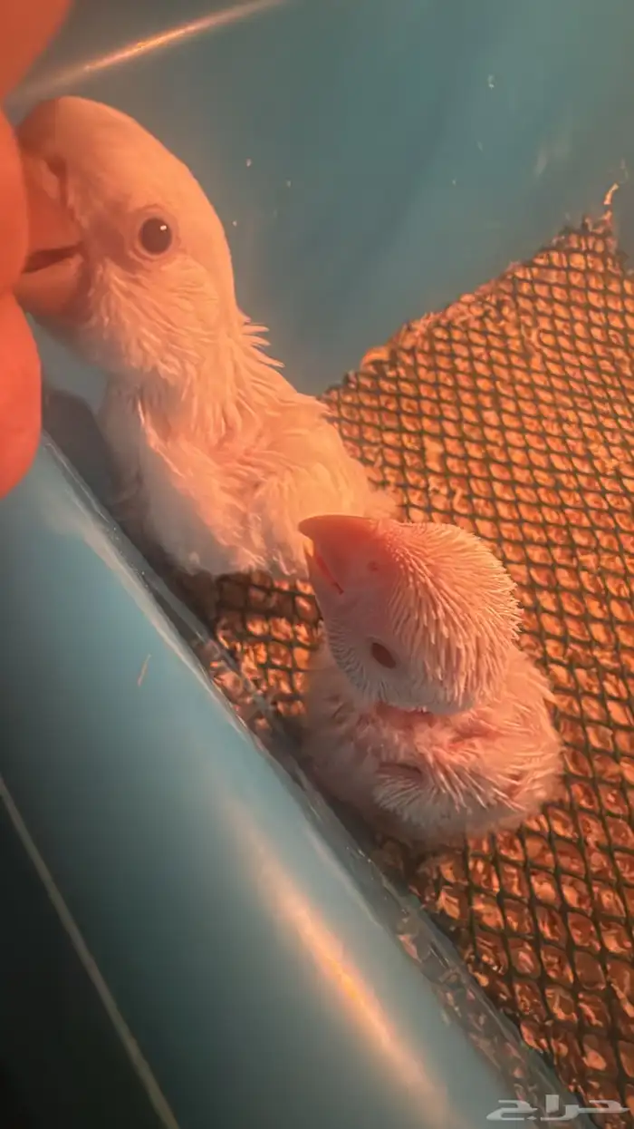 فروخ روز غار 1