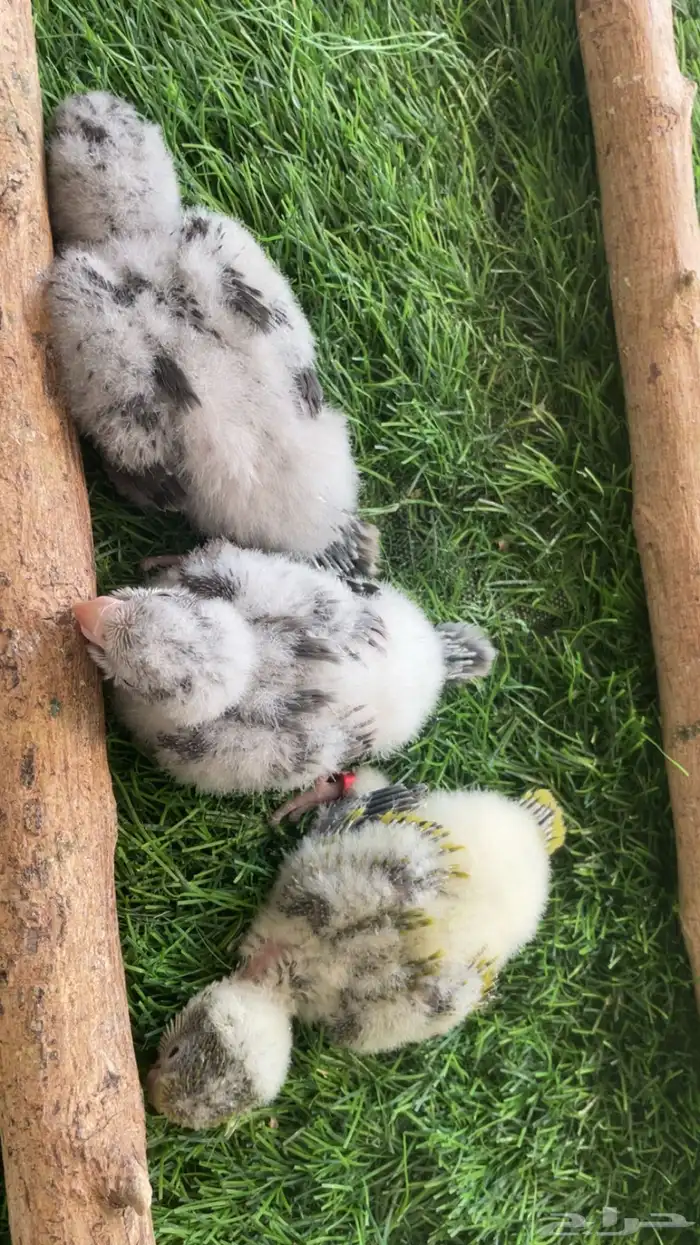 فروخ كويكر 2