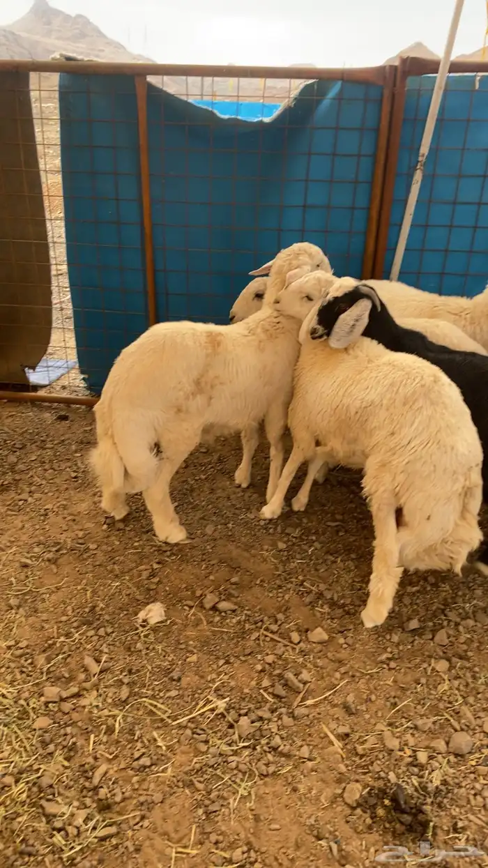 خرفان حرية وسواكن شحم 4