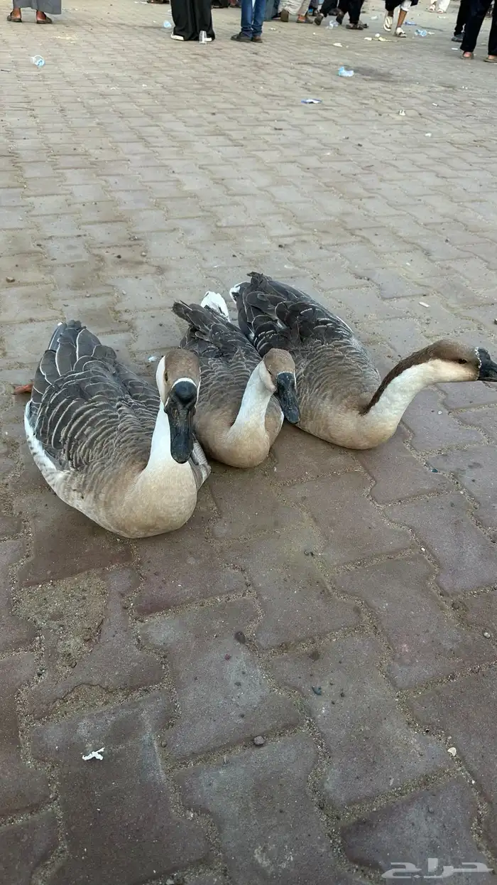 وز عراقي القنفذة القوز 4