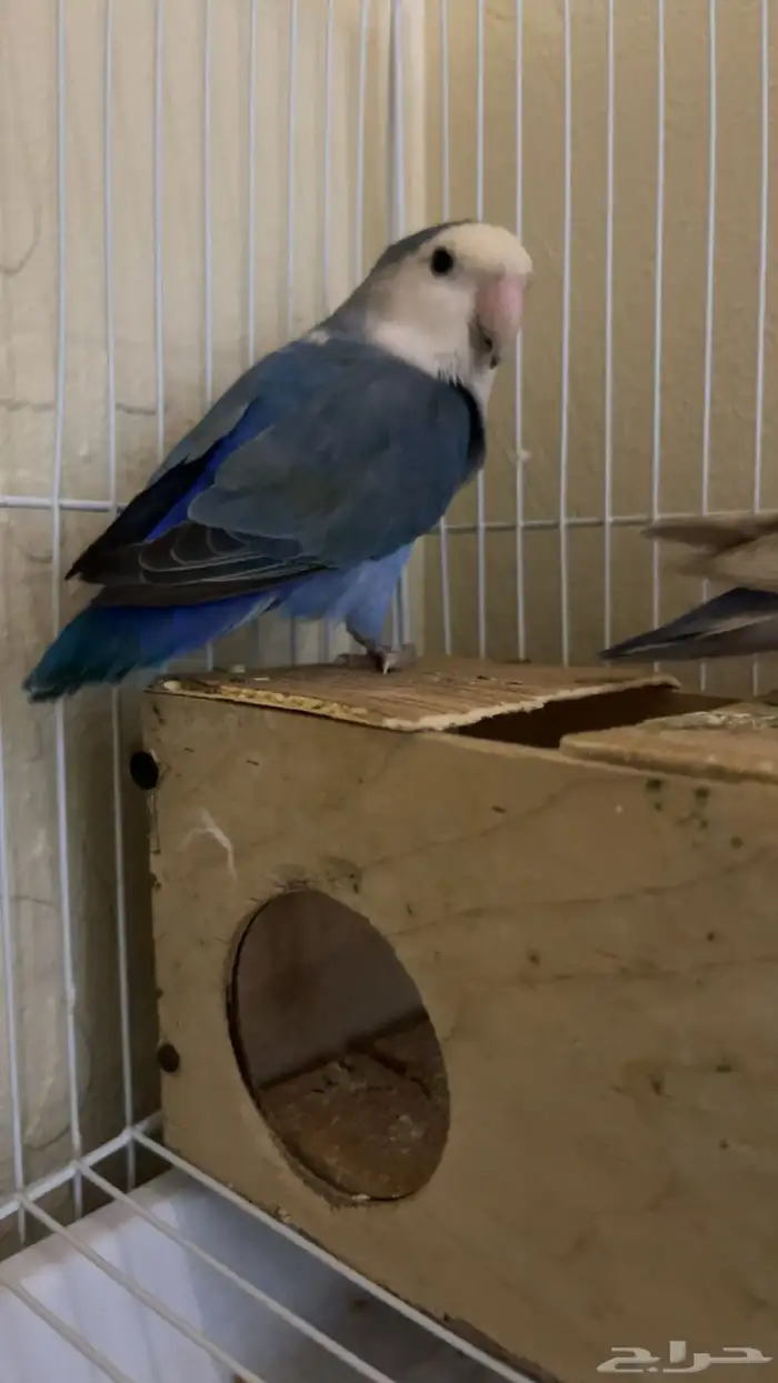 سلام طير روز زوج للبيع صحته  معا اكله وعلاجاته قريب الانتاج 2