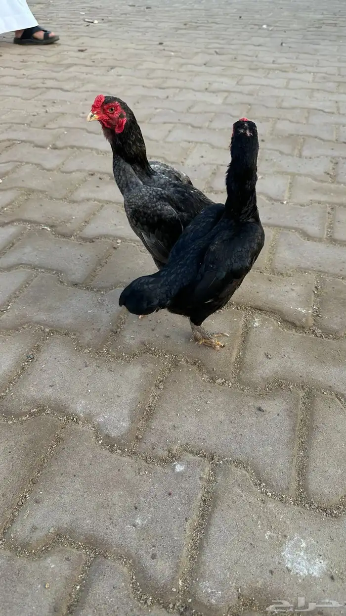 جوز كوشامو 5