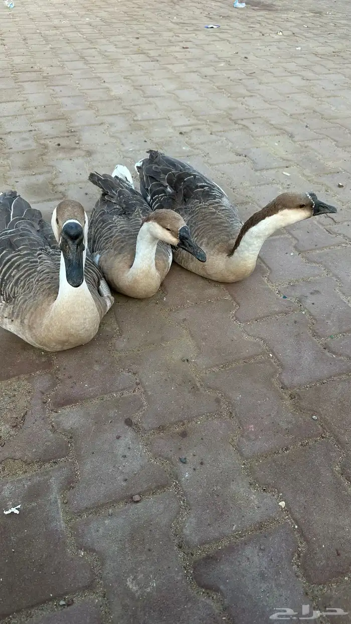 وز عراقي القنفذة القوز 2